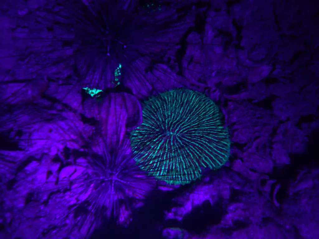 Fluorescent coral and sea urchins glowing under UV light during a night fluorescence dive in Koh Tao, Thailand. Photo by Mishel (@mishelsphotos).