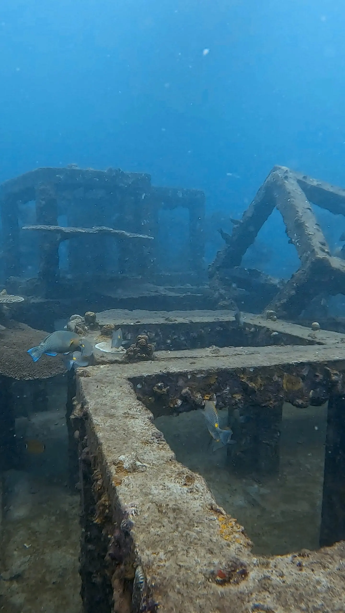 Reef fish swimming through artificial reef cubes at Tanote Bay, Koh Tao – Dive In Koh Tao