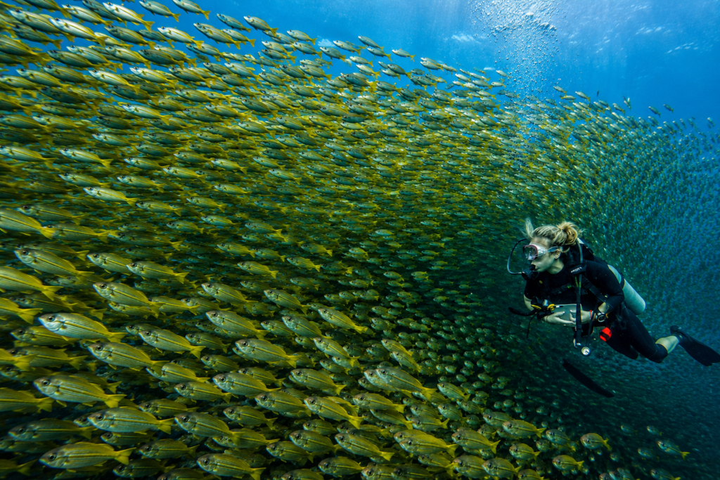 Scuba diver surrounded by huge schools of yellow snappers and fusiliers at Southwest Pinnacle dive site in Koh Tao, Thailand.