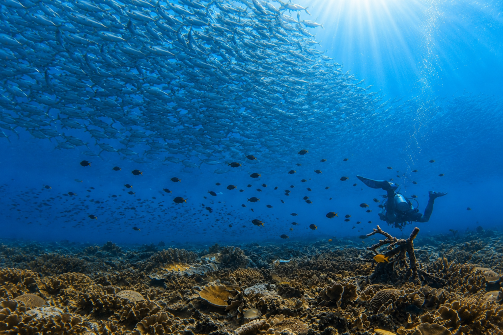 Scuba diver exploring Tanote Bay in Koh Tao beneath large schools of fusiliers above a colorful coral reef.