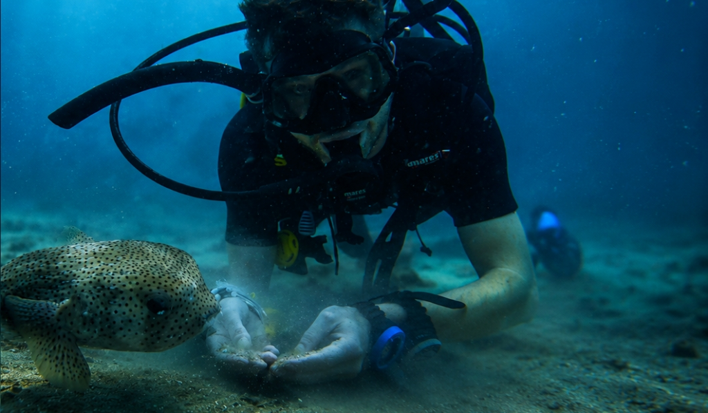 Beginner scuba diver interacting with a pufferfish underwater during a Try Dive experience in Koh Tao.