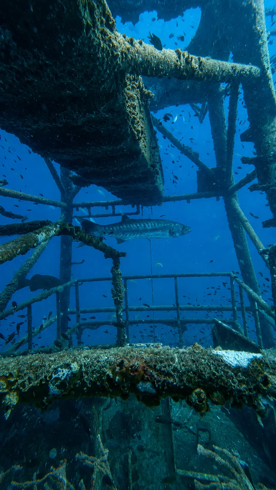 Giant barracuda swimming through a sunken shipwreck during a wreck dive in Koh Tao, Thailand.