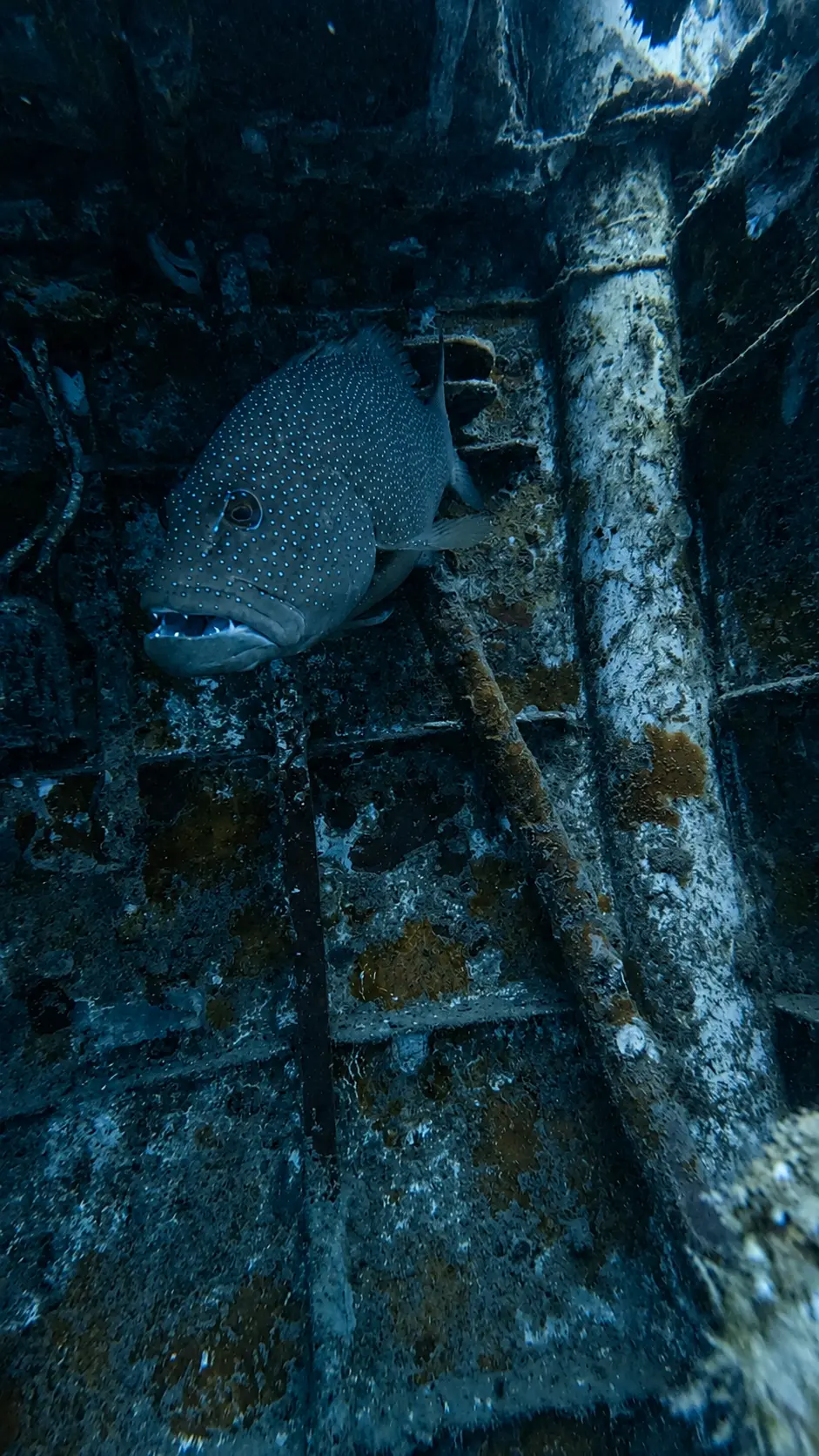 Large grouper resting inside a sunken shipwreck during a wreck dive in Koh Tao, Thailand.