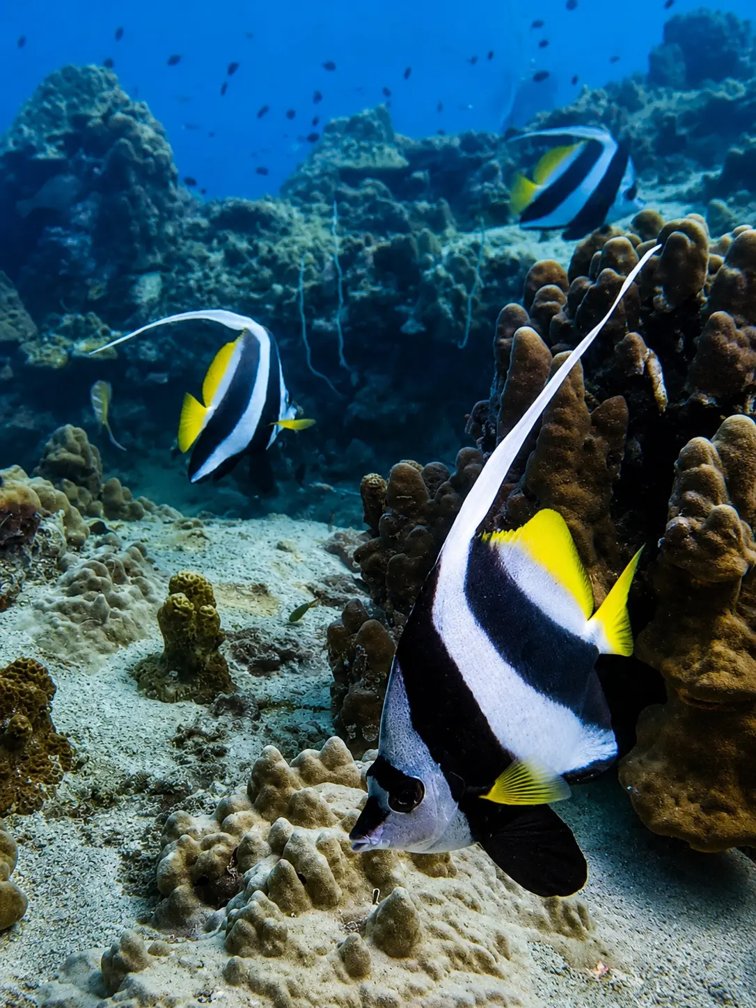 Moorish idol fish swimming over a coral reef in Koh Tao, Thailand